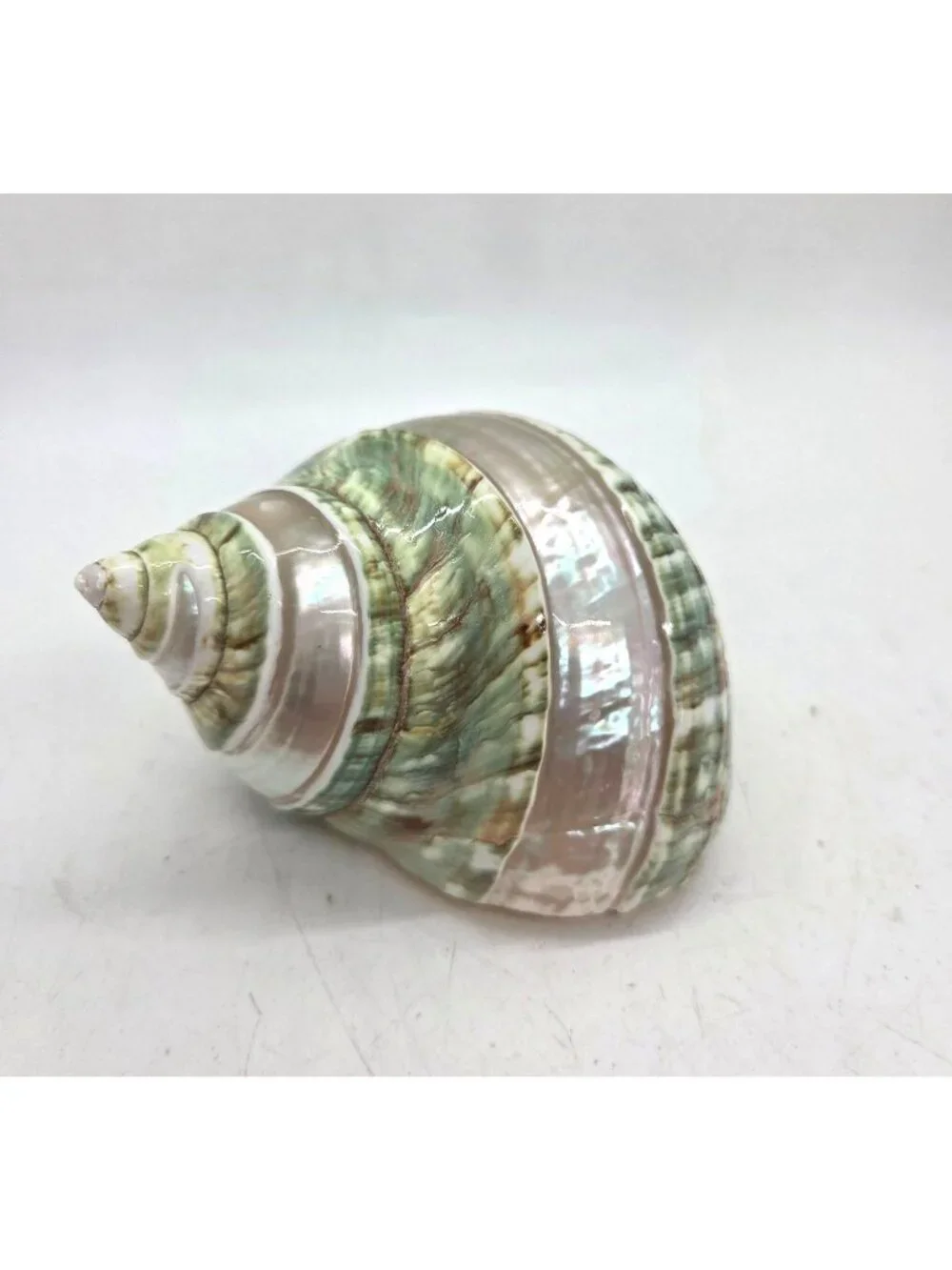 VTG Jade Green Banded Turbo Shell Pearl Polished Seashell 5